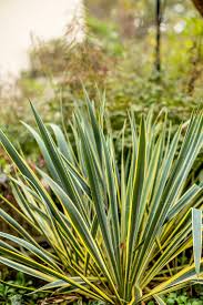 Image result for Yucca