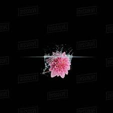 Pink Flower Dropping Into Water On A Black Background Toronto Ontario Canada Stock Photo Dissolve We hope you enjoy our growing collection of hd images to use as a background or home screen for your smartphone or computer. pink flower dropping into water on a black background toronto d869 89 965