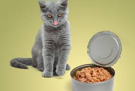 I have tried orange peel i have tried everything over 13 years trying to stop neighbours 3 cats from fouling, to no avail. Slideshow Pet Health Harmful Foods Your Cat Should Never Eat On Emedicinehealth Com