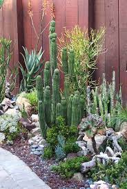 Corner Garden Succulent Landscaping Succulent Landscape Design Cactus Garden