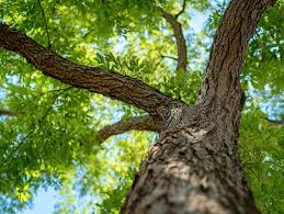 Image result for Cedrela