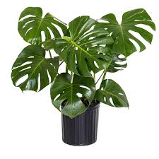 Image result for Monstera