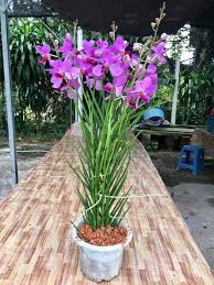 Ungu bunga kartun tangan digambar pot png grafik gambar unduh. Tanam Dalam Pasu Pun Boleh Hadiah Kebun Orkid Jelita Facebook