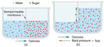The diffusion of fluids through membranes or porous partitions.compare endosmosis, exosmosis. What Is Osmosis Quora