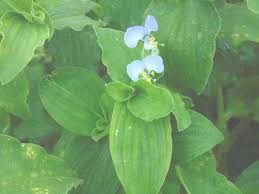 Image result for Bonamia mossambicensis