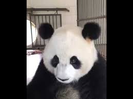 What do pandas eat and how often? Panda Eating Show Episode 4 Pandas Eat 12 38kg Of Bamboo Every Day To Meet Their Energy Needs Youtube