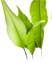 Image result for Oleandra