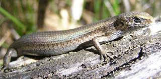 Egg-Laying Skink Nest – Lizards – Te Ara Encyclopedia Of New Zealand