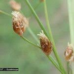 Image result for Fimbristylis quinquangularis