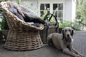 sfeervolle rieten stoel voor buiten weimaraner weimaraner dogs pretty girls