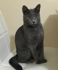 Its temperament is also hard to guess beforehand, but it always enjoys human company and will keep your home free of mice. Is She Russian Blue Russianblue