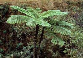 Image result for Cyatheaceae