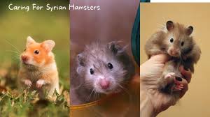 Syrian hamsters were brought to the united states in 1938. Ultimate Guide And Tips On Caring For Syrian Hamsters