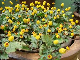 Image result for Spilanthes