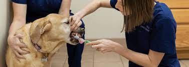 Benefits of pet dental care extend well beyond fresh breath and white teeth. Pet Dental Care Near Me 12020 Malta Animal Hospital