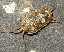 bunte assel von den shetlands crustacea asseln und andere krebstiere insektenfotos de forum krebstiere tiere assel