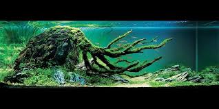 Epingle Sur Planted Aquaria Inspiration