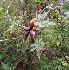 Image result for Merremia verecunda