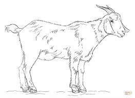 Maybe you would like to learn more about one of these? Goat Printables Coloring Pages Coloring Home