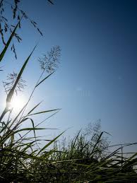Image result for Phragmites karka
