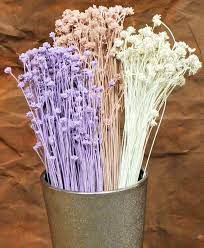 Dried Brazilian Hill Flowers Natural Flowers Dried Flowers Dried
