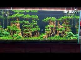 Each of our aquarium bonsai driftwood trees is unique. Amazing 120cm Aquarium Tank With Anubias Nana Petite Youtube Aquarium Aquascapes Aquascaping B Aquarium Landscape Fresh Water Fish Tank Aquarium Fish Tank