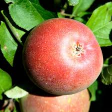 Image result for tbn:0PJB32OL7JwfOM::farm4.static.flickr.com/3324/3329876139_f2d551139f.jpg