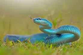 Blue Snake Https Mostbeautifulpicture Com 2019 03 14 Blue Snake Snake Wallpaper Animal Wallpaper Snake