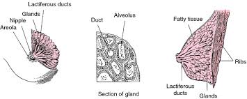 The animal crab is used to show the caring and nurturing qualities of the cancer zodiac sign. Breast Cancer Definition Of Breast Cancer By Medical Dictionary