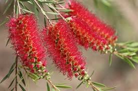 Image result for Melaleuca