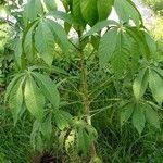 Image result for Ricinodendron