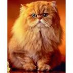 Orange Cats for Sale and Adoption | Orange Classifieds