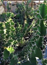 Image result for Euphorbia unicornis