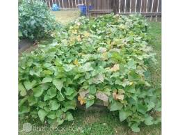 Sweet potatoes in the u.s. How To Grow Sweet Potatoes From Sweet Potato Slips