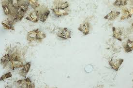 Lebensmittelmotten Was Hilft Gegen Motten In Der Kuche Womz