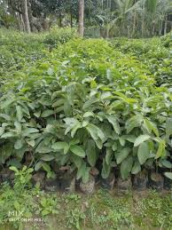 Check spelling or type a new query. Shabnam Nursery Supply Manufacturer Of Guava Plants Apple Ber Plants From Basirhat