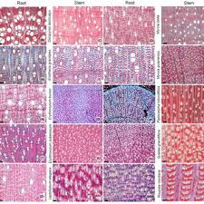 Image result for Exotheca