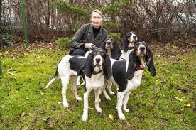 Image result for bernský honič