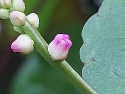 Image result for Basella