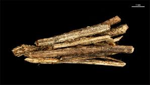 Image result for Psyche crassiorella