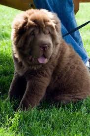 Rare Lillac Color Bear Coat Shar Pei Shar Pei Pinterest Cute Dogs Breeds Wrinkly Dog Poodle Puppy