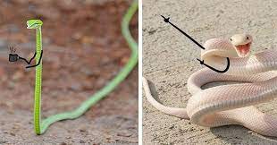 Snakes With Arms Drawn On Make The World A Better Place Cute Snake Snake Snake Meme