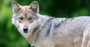 Pin On Let S Stop The Barbarians