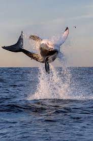 Pin By Debi Adams On Waterworld Great White Shark White Sharks Ocean Creatures