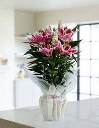 We always strive to create that wow moment with our online floral gifts. Mother S Day Flowers Plants M S