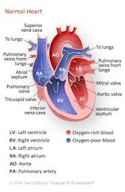 Do blood flow vitamins really work? Blood Circulation In The Fetus And Newborn Children S Hospital Of Philadelphia