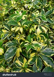 Image result for Araliaceae