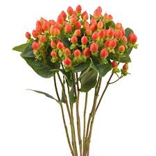 Image result for Hypericum