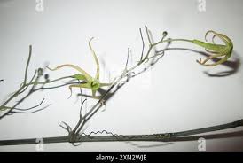 Image result for Trochomeria macrocarpa