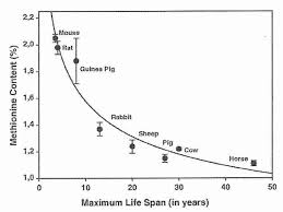 Life Extension Benefits Of Methionine Restriction